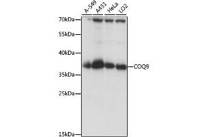 Western blot analysis of extracts of various cell lines, using COQ9 antibody. (COQ9 抗体)