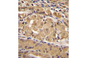 IRF9 Antibody (N-term) (ABIN655818 and ABIN2845242) immunohistochemistry analysis in formalin fixed and paraffin embedded human stomach tissue followed by peroxidase conjugation of the secondary antibody and DAB staining. (IRF9 抗体  (AA 75-104))