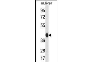 BEND7 Antibody (C-term) (ABIN656703 and ABIN2845935) western blot analysis in mouse liver tissue lysates (35 μg/lane). (BEND7 抗体  (C-Term))