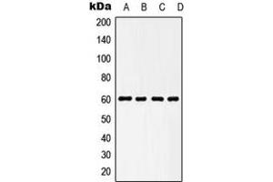 Western blot analysis of HSP60 expression in HeLa (A), NIH3T3 (B), KNRK (C), L929 (D) whole cell lysates. (HSPD1 抗体  (C-Term))