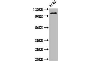 Western Blot Positive WB detected in: K562 whole cell lysate All lanes: ERAP1 antibody at 3. (ERAP1 抗体  (AA 642-941))