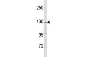 Western Blotting (WB) image for anti-Epidermal Growth Factor (EGF) (AA 940-967) antibody (ABIN3030833)