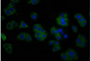 Immunofluorescence staining of HepG2 cells with ABIN7144304 at 1:200, counter-stained with DAPI. (Anoctamin 2 抗体  (AA 1-83))