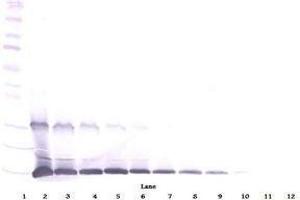 Image no. 1 for anti-Interleukin 9 (IL9) antibody (ABIN465833) (IL-9 抗体)