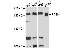 Western blot analysis of extracts of various cell lines, using PASK antibody (ABIN5996617) at 1:3000 dilution. (PASK 抗体)