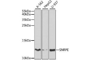 Western blot analysis of extracts of various cell lines, using SNRPE antibody. (SNRPE 抗体  (AA 1-92))