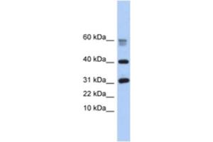 Western Blotting (WB) image for anti-Hypothetical Protein LOC339047 (LOC339047) antibody (ABIN2463950) (LOC339047 抗体)