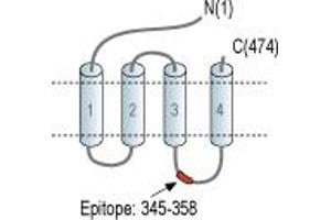gamma-aminobutyric Acid (GABA) A Receptor, Subunit beta 1 (GABRB1) peptide