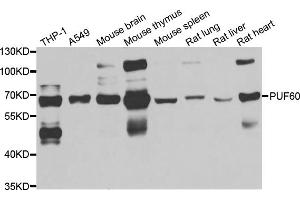 Western blot analysis of extracts of various cell lines, using PUF60 antibody (ABIN5974052) at 1/1000 dilution. (PUF60 抗体)