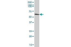 MTM1 MaxPab polyclonal antibody. (MTM1 抗体  (AA 1-603))