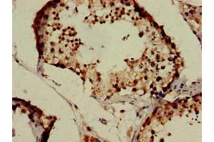 Immunohistochemistry of paraffin-embedded human testis tissue using ABIN7157142 at dilution of 1:100 (IZUMO1 抗体  (AA 22-292))