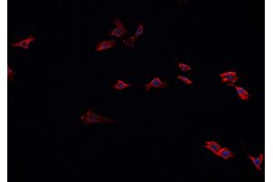 ABIN6267003 staining A549? (HSP90AA1 抗体  (C-Term))