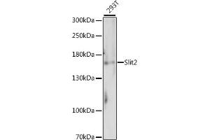 Western blot analysis of extracts of 293T cells, using Slit2 antibody (ABIN7270336). (SLIT2 抗体  (AA 1330-1529))