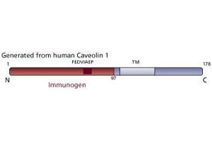 Image no. 3 for anti-Caveolin 1, Caveolae Protein, 22kDa (CAV1) (AA 1-97) antibody (ABIN967714) (Caveolin-1 抗体  (AA 1-97))