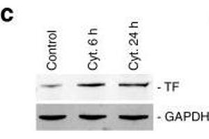 Cytokines induce TF expression in human islets and MIN-6 cells. (Tissue factor 抗体)