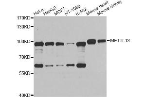Western blot analysis of extracts of various cell lines, using METTL13 Antibody (ABIN2563849) at 1:1000 dilution. (METTL13 抗体)