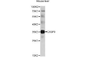 Western blot analysis of extracts of mouse liver, using CASP9 antibody (ABIN5997370) at 1/1000 dilution. (Caspase 9 抗体)