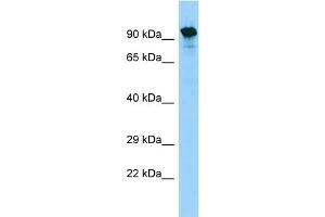WB Suggested Anti-SYTL5 Antibody Titration: 1. (SYTL5 抗体  (Middle Region))