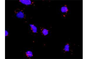 Proximity Ligation Assay (PLA) image for anti-Interleukin 1 Receptor, Type II (IL1R2) (AA 21-120) antibody (ABIN521669)