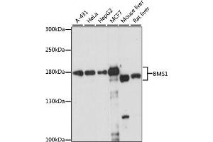 Western blot analysis of extracts of various cell lines, using BMS1 antibody (ABIN7265889) at 1:1000 dilution. (BMS1 抗体  (AA 600-900))