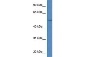 Image no. 1 for anti-Sphingomyelin phosphodiesterase, Acid-Like 3A (SMPDL3A) (AA 82-131) antibody (ABIN6746346) (SMPDL3A 抗体  (AA 82-131))