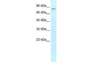 WB Suggested Anti-CREBL1 Antibody Titration:  1.