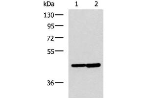 Western blot analysis of Hela and Jurkat cell lysates using LAMP3 Polyclonal Antibody at dilution of 1:600 (LAMP3 抗体)