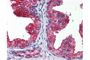 Immunohistochemistry (IHC) image for anti-Cytochrome B5 Type A (Microsomal) (CYB5A) (AA 1-135) antibody (ABIN961212)