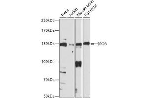 Western blot analysis of extracts of various cell lines, using IPO8 antibody (ABIN7267859) at 1:1000 dilution. (Importin 8 抗体  (AA 878-1037))