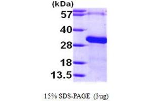 SDS-PAGE (SDS) image for Regulator of G-Protein Signalling 19 (RGS19) (AA 1-217) protein (His tag) (ABIN667286) (RGS19 Protein (AA 1-217) (His tag))
