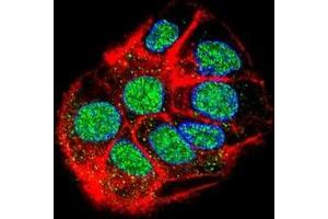 Confocal immunofluorescent analysis of CCDC153 Antibody (N-term)(Cat#AP50770PU-N) with HepG2 cell followed by Alexa Fluor 488-conjugated goat anti-rabbit lgG (green). (CCDC153 抗体  (N-Term))