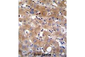TRPM8 Antibody (Center) immunohistochemistry analysis in formalin fixed and paraffin embedded human liver tissue followed by peroxidase conjugation of the secondary antibody and DAB staining. (TRPM8 抗体  (Middle Region))