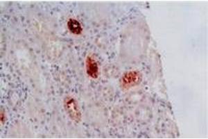 Immunohistochemistry (IHC) image for anti-HLA Class I Histocompatibility Antigen, alpha Chain G (HLAG) antibody (ABIN238485) (HLAG 抗体)
