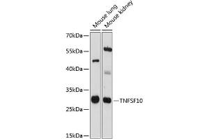 Western blot analysis of extracts of various cell lines, using TNFSF10 antibody (ABIN6134952, ABIN6149332, ABIN6149335 and ABIN6215635) at 1:3000 dilution.