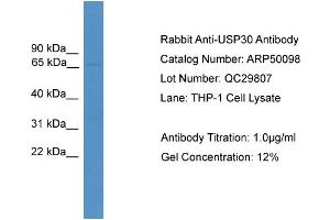 Western Blotting (WB) image for anti-Ubiquitin Specific Peptidase 30 (Usp30) (Middle Region) antibody (ABIN2773957)