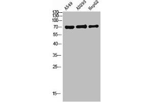 Western Blot analysis of A549 AD293 HEPG2 using OATP1 Polyclonal Antibody. (SLCO1A2 抗体  (Internal Region))