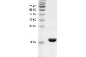 Recombinant BRPF1 (627-746) protein gel. (BRPF1 Protein (AA 627-746) (His tag,DYKDDDDK Tag))