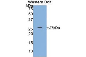 Detection of Recombinant GSTm1, Gallus using Polyclonal Antibody to Glutathione S Transferase Mu 1 (GSTM1) (GSTM1 抗体  (AA 1-220))