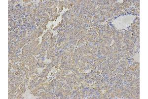 Immunohistochemistry (IHC) image for anti-Histamine N-Methyltransferase (HNMT) antibody (ABIN1873063) (HNMT 抗体)