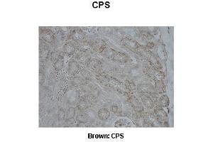 Sample Type :  Pig kidney   Primary Antibody Dilution :   1:500  Secondary Antibody :  Anti-rabbit-biotin, streptavidin-HRP   Secondary Antibody Dilution :   1:500  Color/Signal Descriptions :  Brown: CPS  Gene Name :  CPS1  Submitted by :  Juan C. (CPS1 抗体  (Middle Region))