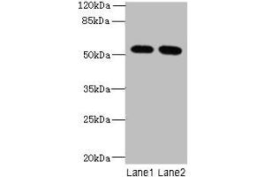 Western blot All lanes: INTS14 antibody at 4 μg/mL Lane 1: Hela whole cell lysate Lane 2: NIH/3T3 whole cell lysate Secondary Goat polyclonal to rabbit IgG at 1/10000 dilution Predicted band size: 58, 10, 49, 51 kDa Observed band size: 58 kDa (Integrator Complex Subunit 14 (INTS14) (AA 231-518) 抗体)