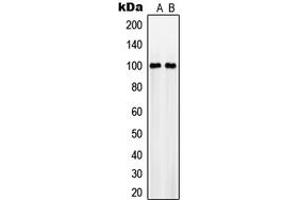 Western blot analysis of NaBC1 expression in MCF7 (A), RAW264. (BCAS1 抗体  (Center))
