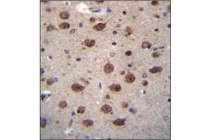 Immunohistochemistry analysis in formalin fixed and paraffin embedded human brain tissue reacted with PNKD Antibody (N-term) followed which was peroxidase conjugated to the secondary antibody and followed by DAB staining.