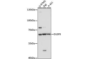 Western blot analysis of extracts of various cell line, using DUSP8 antibody (ABIN7266849) at 1:1000 dilution. (DUSP8 抗体)
