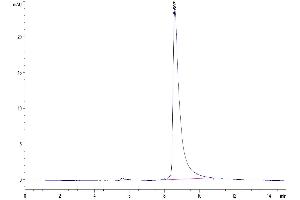 The purity of Mouse CLEC12A is greater than 95 % as determined by SEC-HPLC. (CLEC12A Protein (AA 65-267) (His tag))