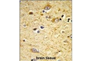 Formalin-fixed and paraffin-embedded human brain tissue reacted with GSTA4 Antibody (N-term), which was peroxidase-conjugated to the secondary antibody, followed by DAB staining. (GSTA4 抗体  (N-Term))