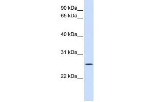 Western Blotting (WB) image for anti-Unc-50 Homolog (UNC50) antibody (ABIN2459065) (UNC50 抗体)
