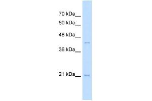 WB Suggested Anti-MAFK Antibody Titration:  2. (MAFK 抗体  (N-Term))