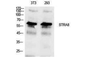 Western Blotting (WB) image for anti-Stimulated By Retinoic Acid 8 (STRA8) (Internal Region) antibody (ABIN3181412) (STRA8 抗体  (Internal Region))