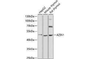 Western blot analysis of extracts of various cell lines, using  antibody (ABIN6129201, ABIN6137388, ABIN6137389 and ABIN6220750) at 1:3000 dilution. (Antizyme Inhibitor 1 抗体  (AA 289-448))